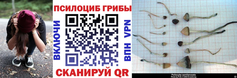 Галлюциногенные грибы Cubensis  Прокопьевск 